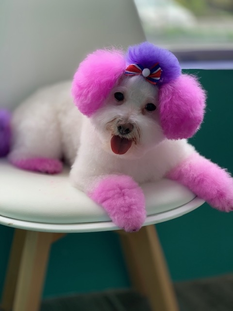 Pampered Paws N' Play – Experienced Professionals